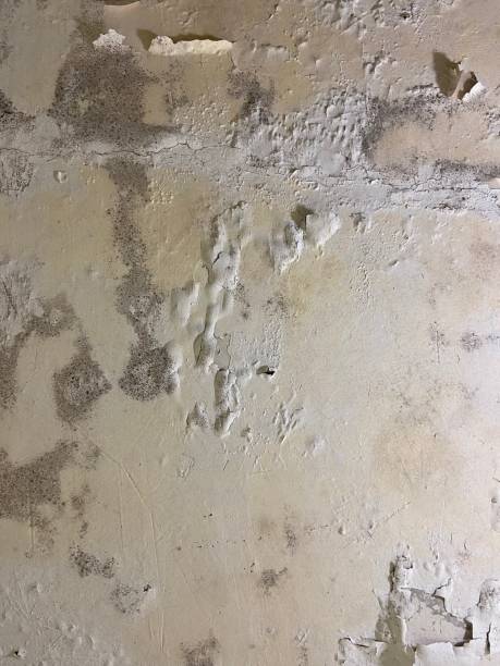 Best Mold Testing  in Pho, IL